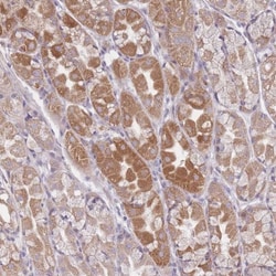 CHCHD7 Antibody, Novus Biologicals 0.1mL; Unlabeled:Antibodies, Polyclonal
